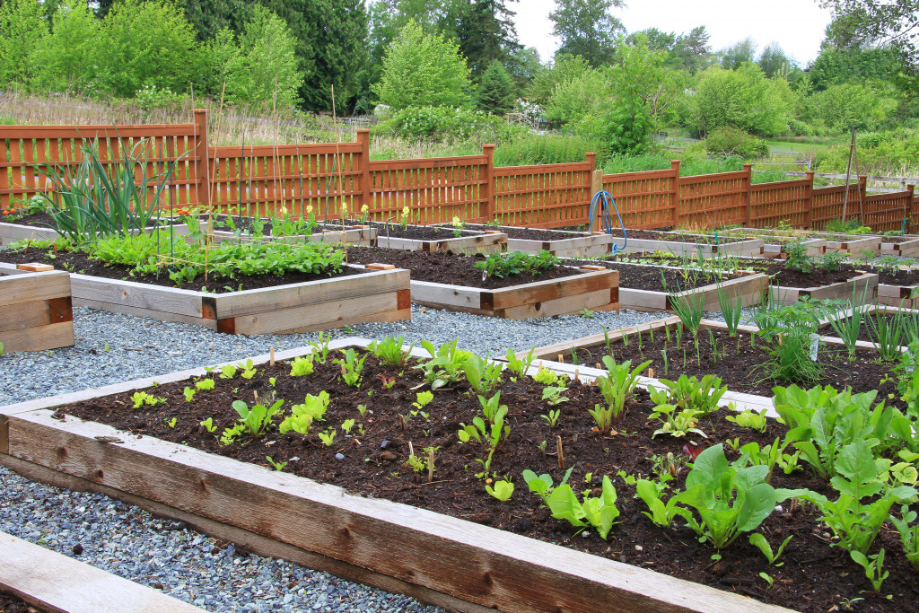 cascading vegetable garden with brown fences